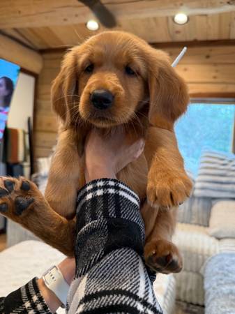 Golden puppers