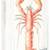 X LARGE LOBSTER CANVAS 24x30 was $50 with tax+shipping 1 thumbnail