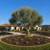 🫒 FALL SPECIMEN OLIVE TREE BLOWOUT! 🫒 2 thumbnail