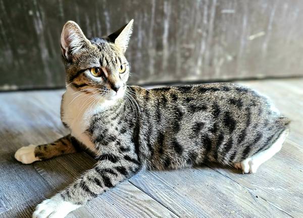 Kitties (Renton)63911603334530121