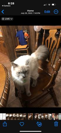 Color point kittens (Anderson)63910364789634122