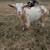 Nigerian dwarf doeling 1 thumbnail
