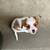Cavalier King Charles Spaniel - female 3 thumbnail