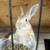 Rex rabbit 2 thumbnail