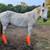 Horse 2 thumbnail
