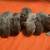 Mini lop 1 thumbnail