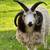 Jacob sheep 1 thumbnail