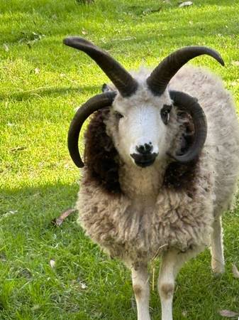 Jacob sheep 1