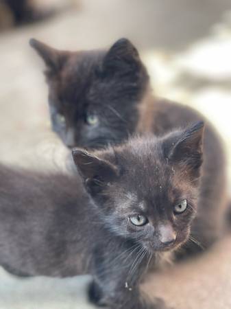 Rehoming Kittens (Santa Paula)63952982622082123