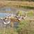 Geese 1 thumbnail