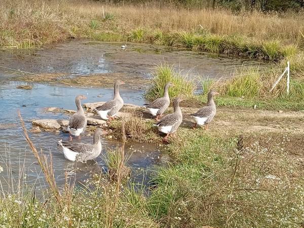Geese 1