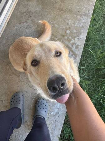Rehoming Great Pyrenees63622370783619121