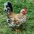young egg laying hens,fancy breeds ,small and medium .. 3 thumbnail