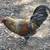 Easter Egger Bantam Roosters 9 thumbnail
