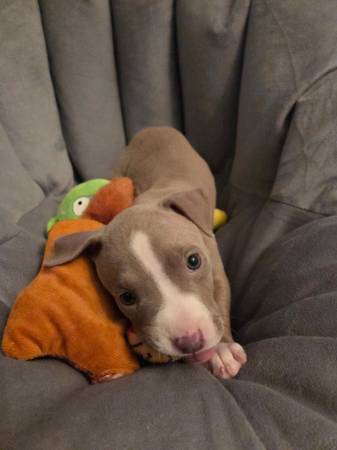 Bully pup63904505849603120