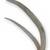 BRANCHED DEER ANTLER 2 thumbnail