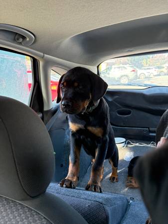 Rottweiler puppies for adoption (Gilroy)