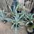 Cacti 2 thumbnail