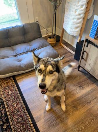 Siberian Husky / Australian Shepard (Dawsonville)63752410975747120