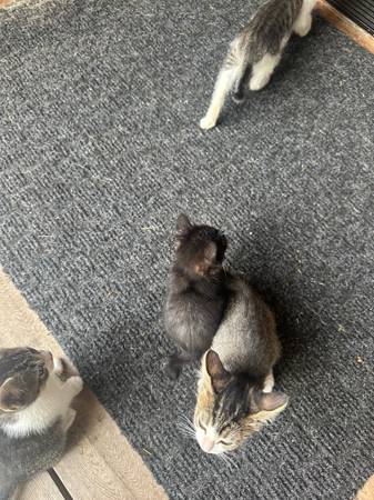 8, 8 week old kitties (Tumwater)63885717336449124