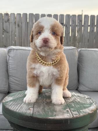 F2B bernedoodle (san antonio)63372806254977121