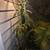 Small Avocado Tree 3 thumbnail