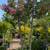 Crepe Myrtle Tree 3 thumbnail