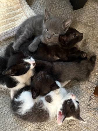 Kittys63911483553923121