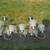 2 Intertek 5 light chrome chandelier light fixtures 4 thumbnail