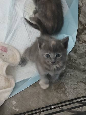 Rehoming kitten (San Jose)63874129791745121