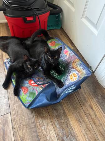 Hermosas gatitas negras necesitan hogar amoroso (Rahway)63624616292611121