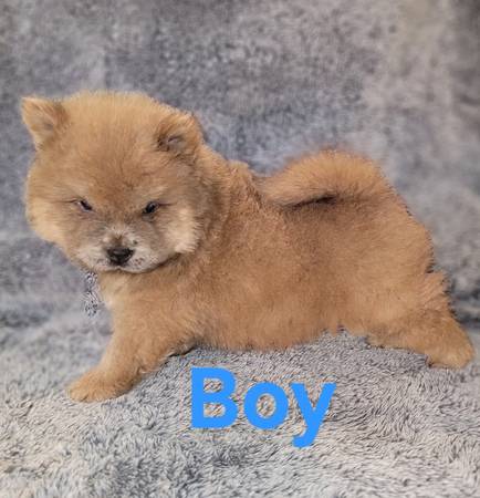 Sweet Chow Pups63690952244481122