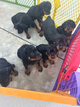 Cachorro de Rottweiler (San Francisco)63836591671297120