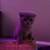 scottish fold kitten for sale 3 thumbnail