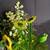 Hand Blown Glass Flowers set Yellow Daisy / Green / Long Glass Stem 's 3 thumbnail