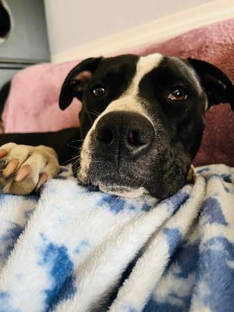 Pitt mix free to good home 1