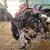 Full grown Turkeys FOR SALE 1 thumbnail