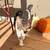 Manx Kittens 2 thumbnail