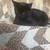 short hair black kitten 1 thumbnail
