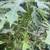 Very Cheap Papaya Trees 3 thumbnail