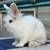 Bunny 9 thumbnail