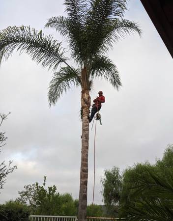 Cheap palm trimming 1