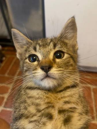 Gatitos que necesitan un buen hogar (Union)63661423857283122