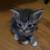 Kitty cats 13 thumbnail
