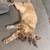 Declawed cat 2 thumbnail