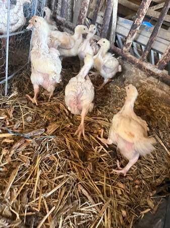 Cornish Cross Chicks. 4 Weeks 1