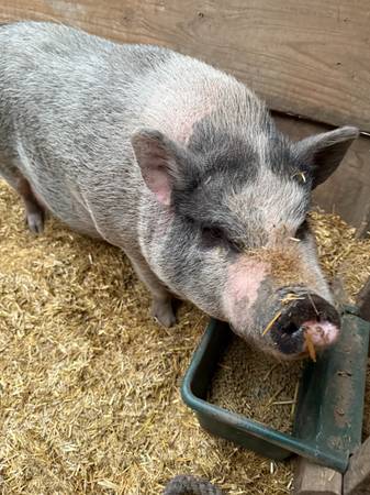 Rehoming GOATS/PIGS FREE (Florissant)63920762893571121