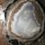 Geodes, Petrified wood etc Ad #2 of 7 4 thumbnail