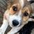 Papillion/chihuahua mix & chihuahua/dashhound mix 23 thumbnail