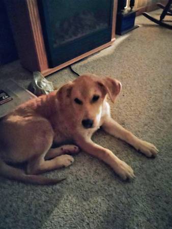 Lab Shepherd Mix 1